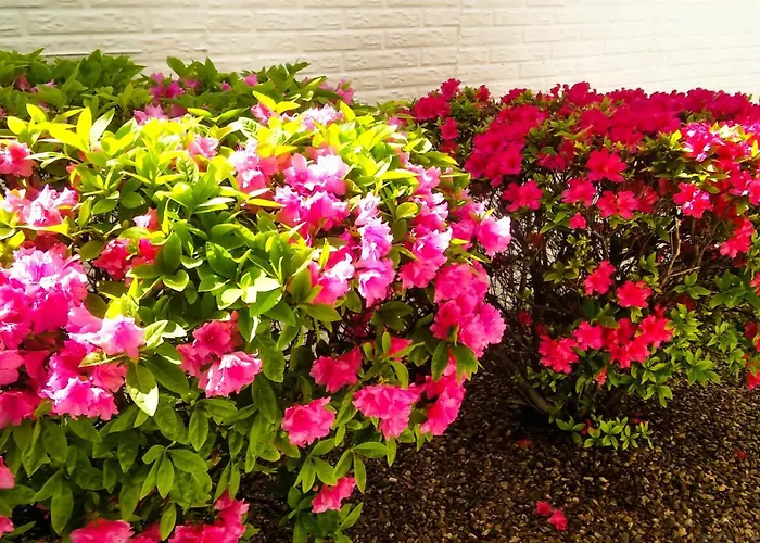 Branson King Resort & Suites